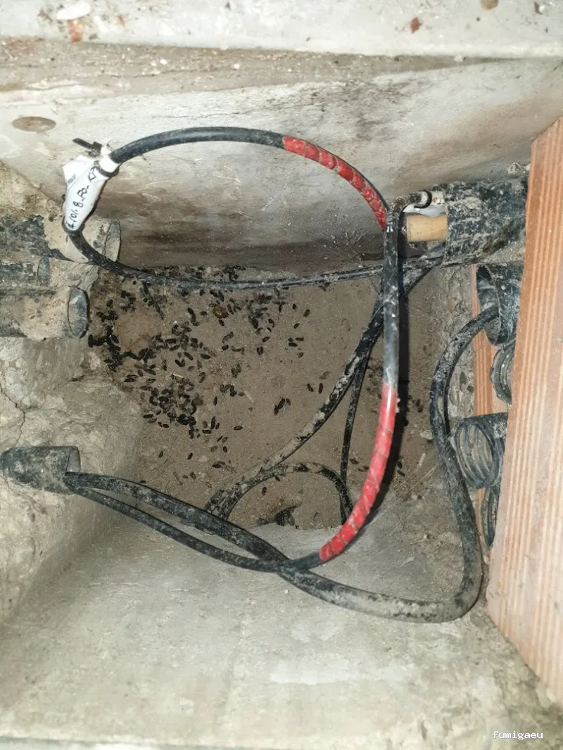 Bichos Control De Plagas