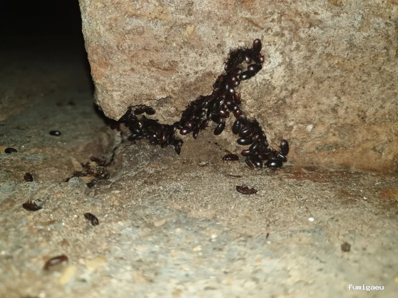 Bichos Control De Plagas