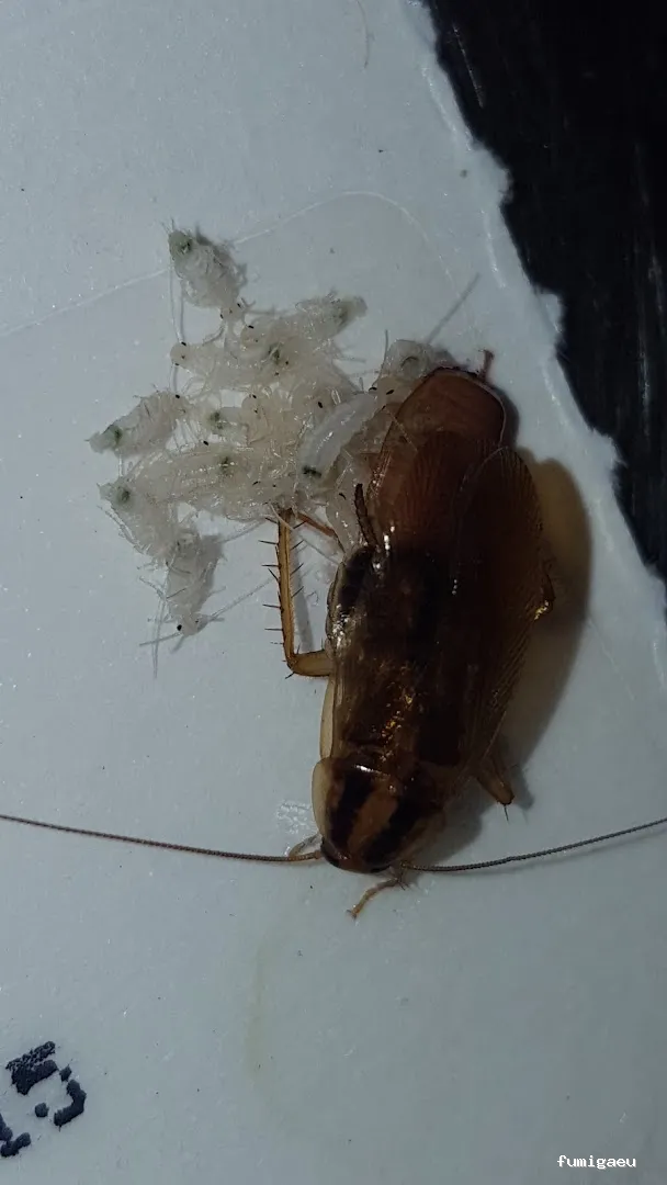 Bichos Control De Plagas