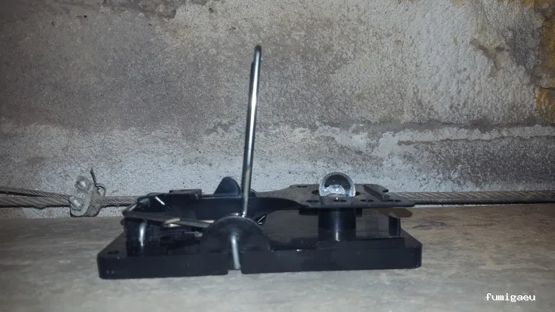 Bichos Control De Plagas