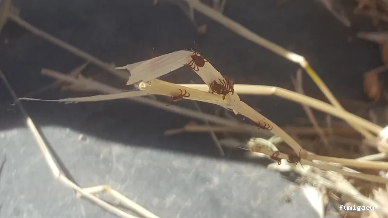 Bichos Control De Plagas