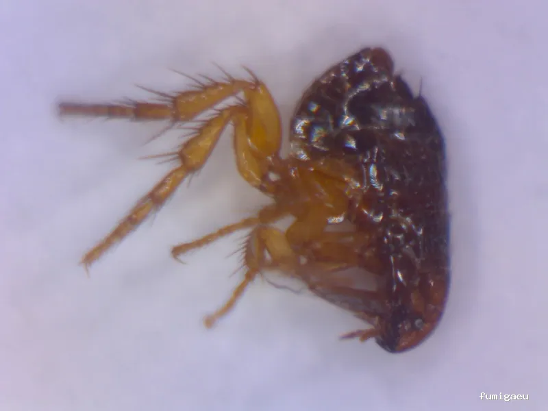 Bichos Control De Plagas