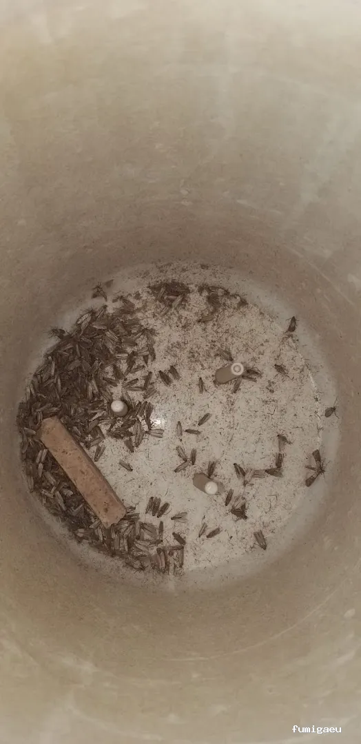 Bichos Control De Plagas