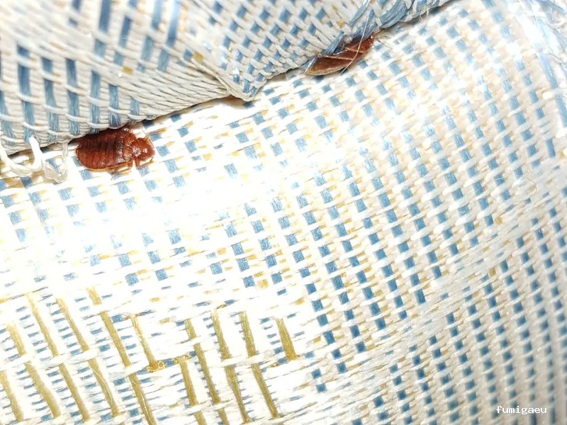 Bichos Control De Plagas