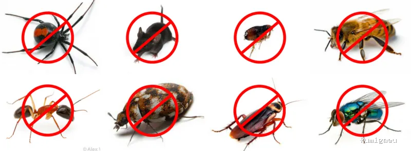 Desval - Desinsectaciones Valencia S.L.