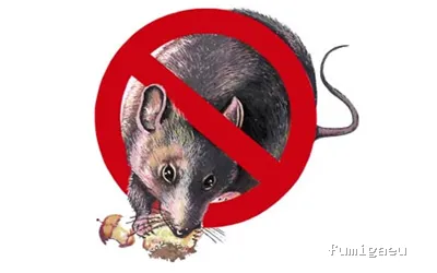 Desval - Desinsectaciones Valencia S.L.