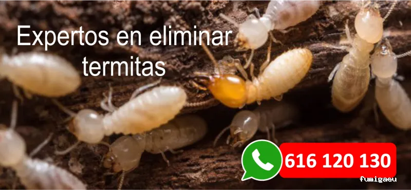 Fumigaciones Mape servicios en Barcelona y toda Catalunya