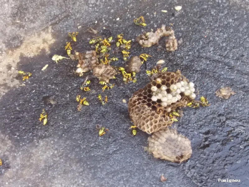 TRAMPLAGAS SALUD AMBIENTAL