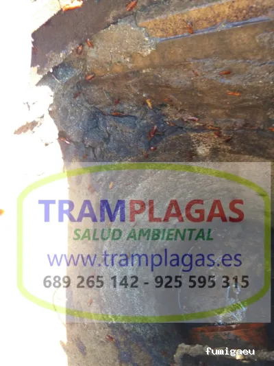 TRAMPLAGAS SALUD AMBIENTAL