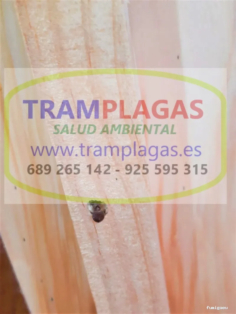 TRAMPLAGAS SALUD AMBIENTAL