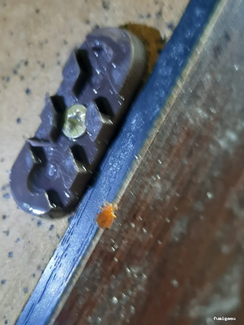 TRAMPLAGAS SALUD AMBIENTAL