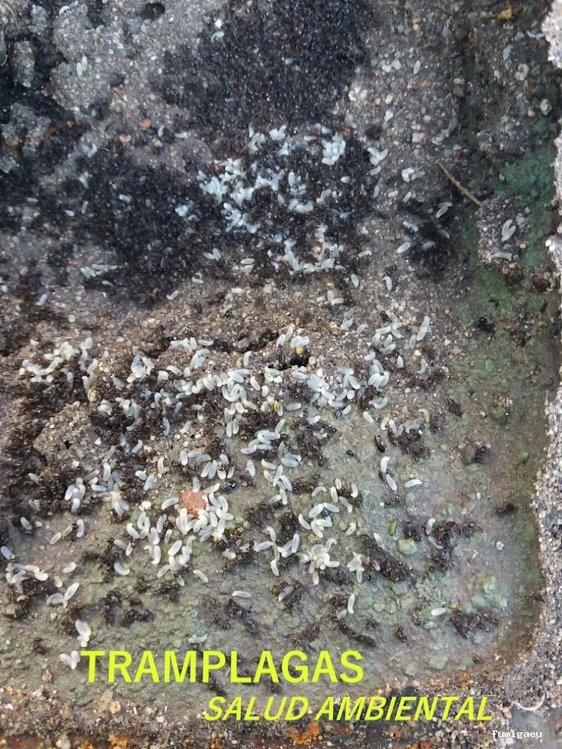 TRAMPLAGAS SALUD AMBIENTAL