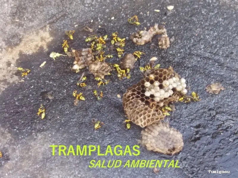 TRAMPLAGAS SALUD AMBIENTAL