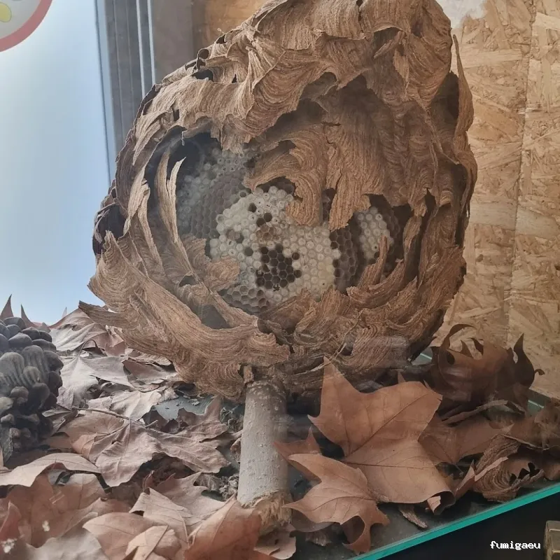 Control de Plagas y Desratizaciones Lasher España