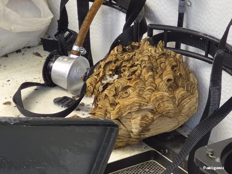 Control de Plagas y Desratizaciones Lasher España