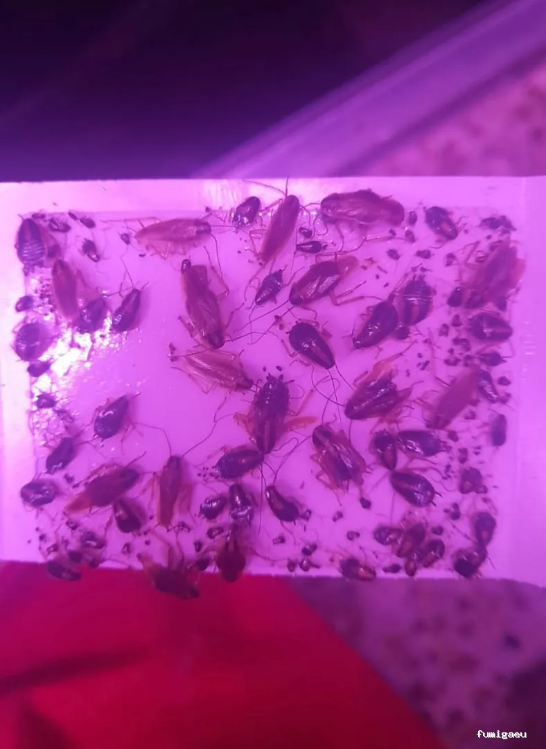 Control de Plagas y Desratizaciones Lasher España