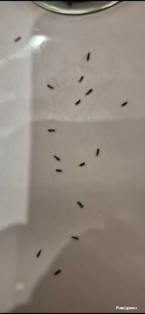 Control de Plagas y Desratizaciones Lasher España