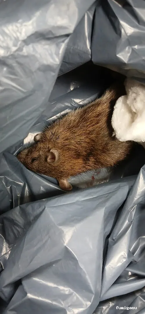 Control de Plagas y Desratizaciones Lasher España