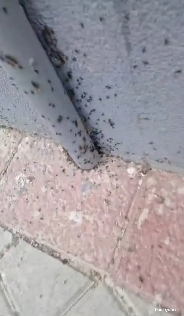 Control de Plagas y Desratizaciones Lasher España