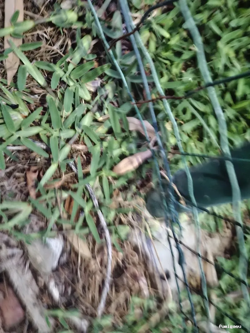 Alvi Control Integral Plagas