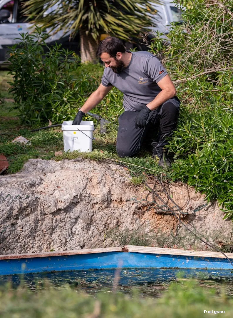 Goldservice Control de plagas en Ibiza