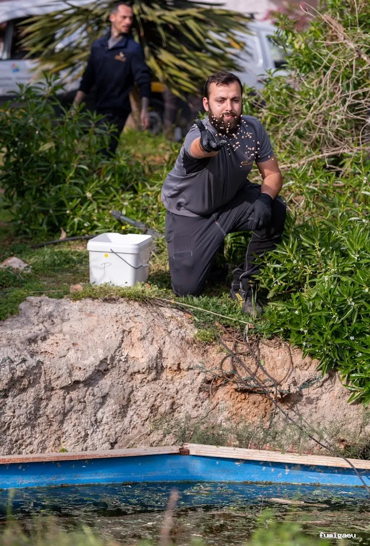 Goldservice Control de plagas en Ibiza