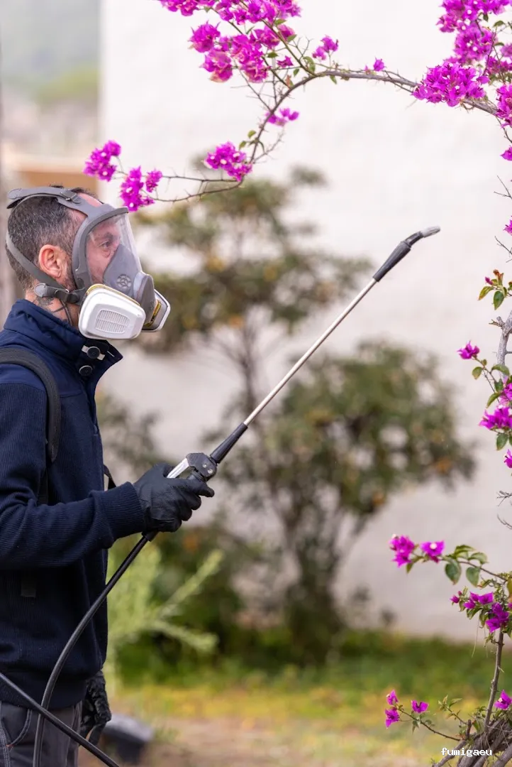 Goldservice Control de plagas en Ibiza