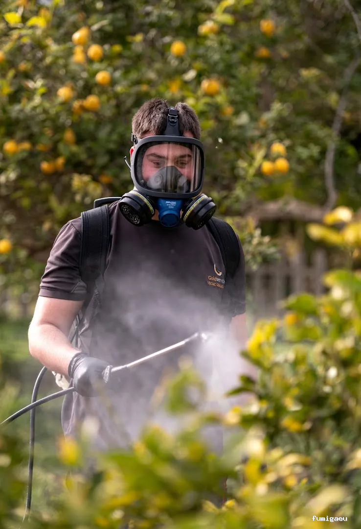 Goldservice Control de plagas en Ibiza