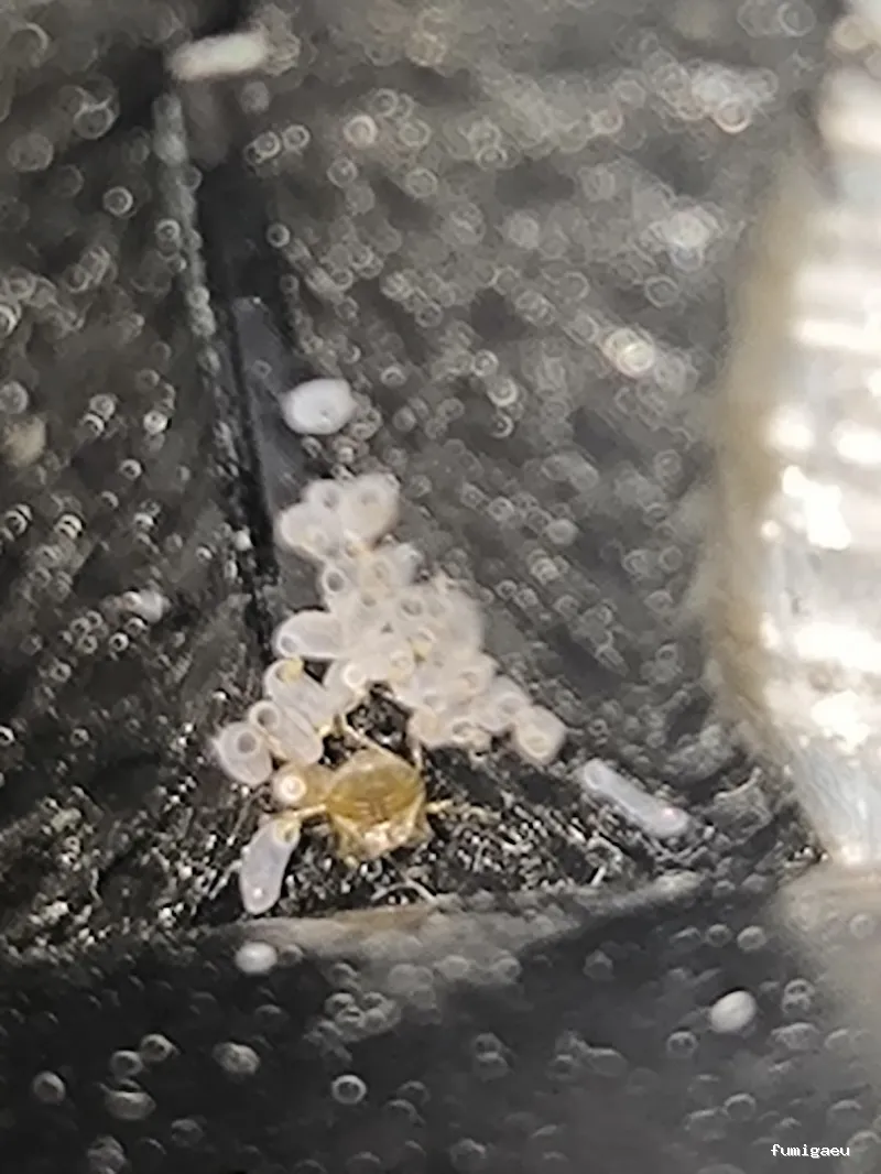 Control de Plaga Madrid - FUMIGAYA - Eliminacion de chinches en Madrid