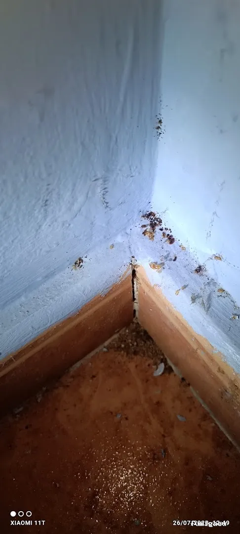 Control de Plaga Madrid - FUMIGAYA - Eliminacion de chinches en Madrid