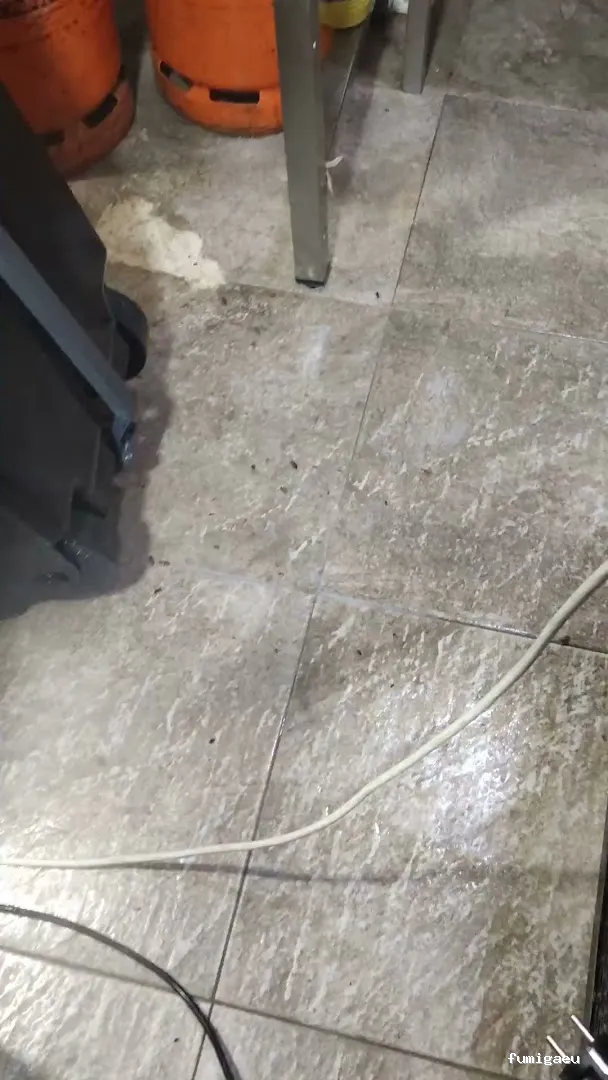 Control de Plaga Madrid - FUMIGAYA - Eliminacion de chinches en Madrid