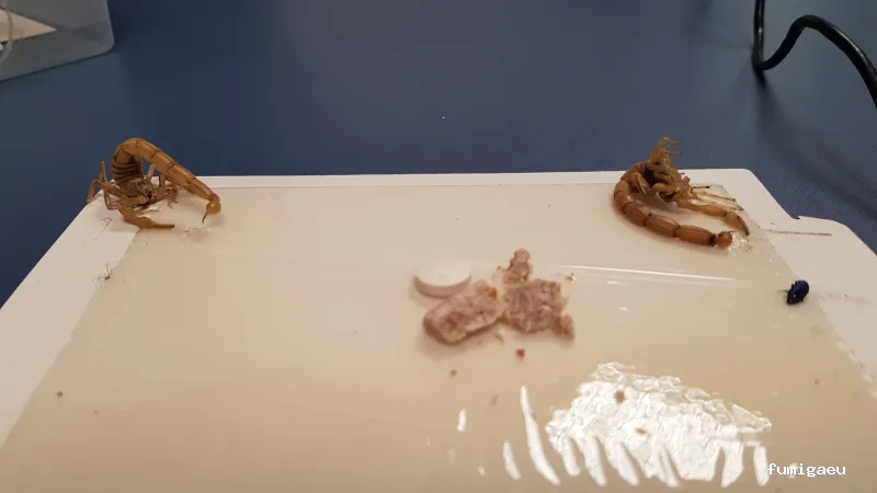 HIGIENISA CONTROL DE PLAGAS Y DESINFECCIONES BENIDORM