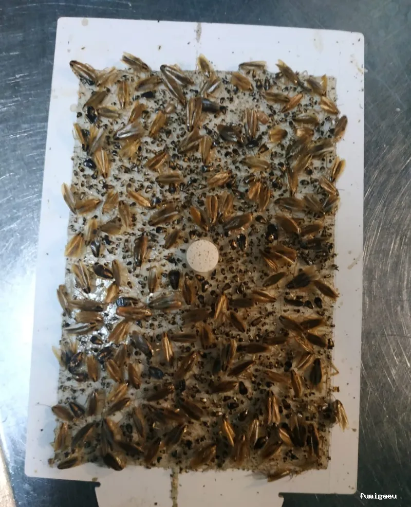 HIGIENISA CONTROL DE PLAGAS Y DESINFECCIONES BENIDORM