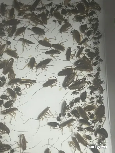 Control de plagas - Bioplagas