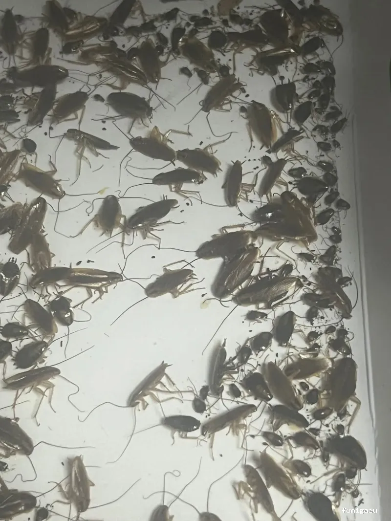 Control de plagas - Bioplagas