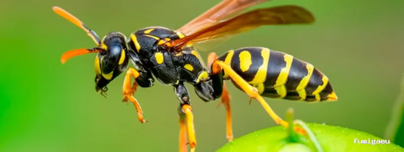 Control de plagas - Bioplagas