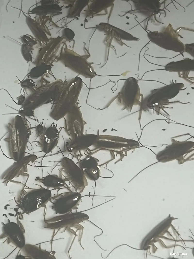 Control de plagas - Bioplagas