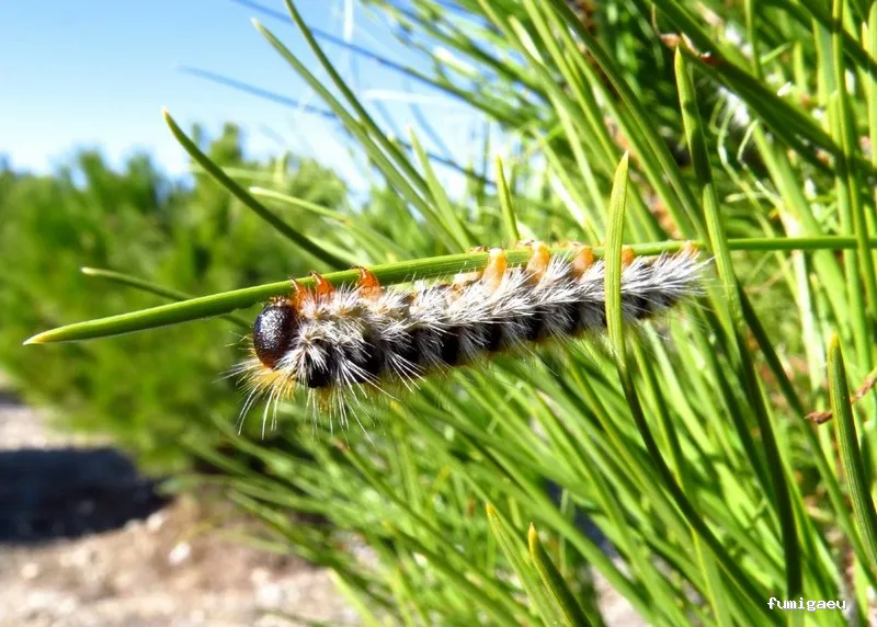 MG Plagas - CTS Andalucía
