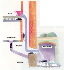 Seviplagas Huelva | Control de Plagas en Huelva