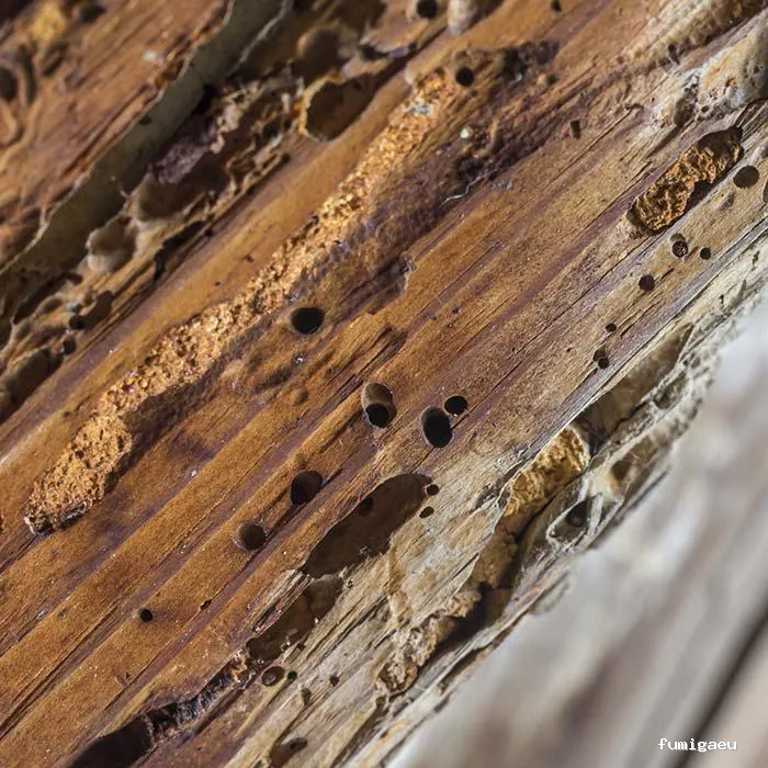 Desratizaciones Sur S.L. - Control de Plagas