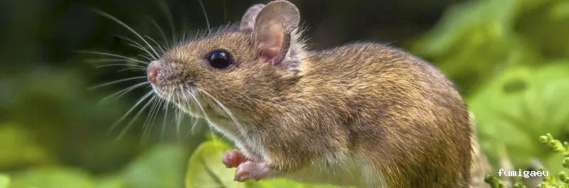 Desratizaciones Sur S.L. - Control de Plagas