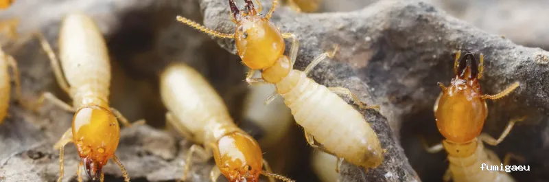 Desratizaciones Sur S.L. - Control de Plagas