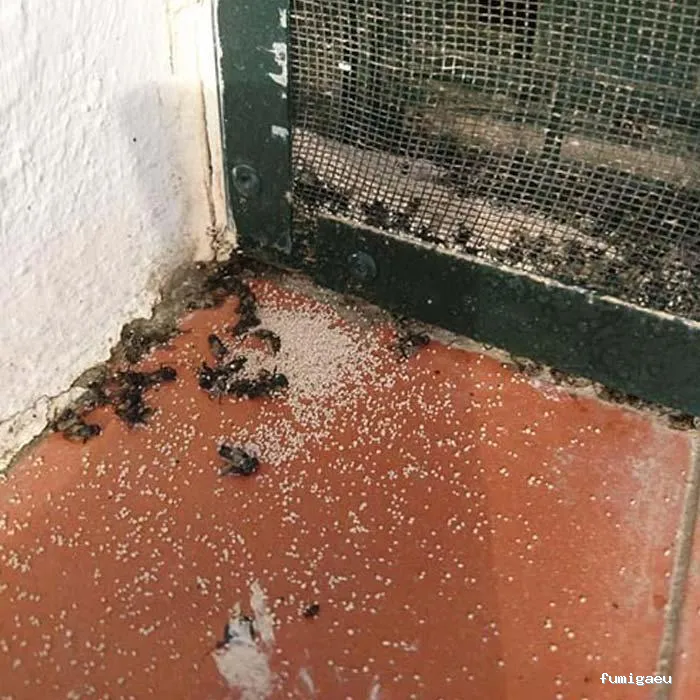 Desratizaciones Sur S.L. - Control de Plagas