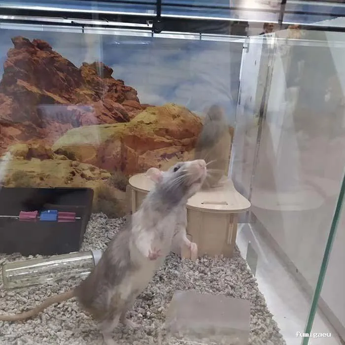 Desratizaciones Sur S.L. - Control de Plagas