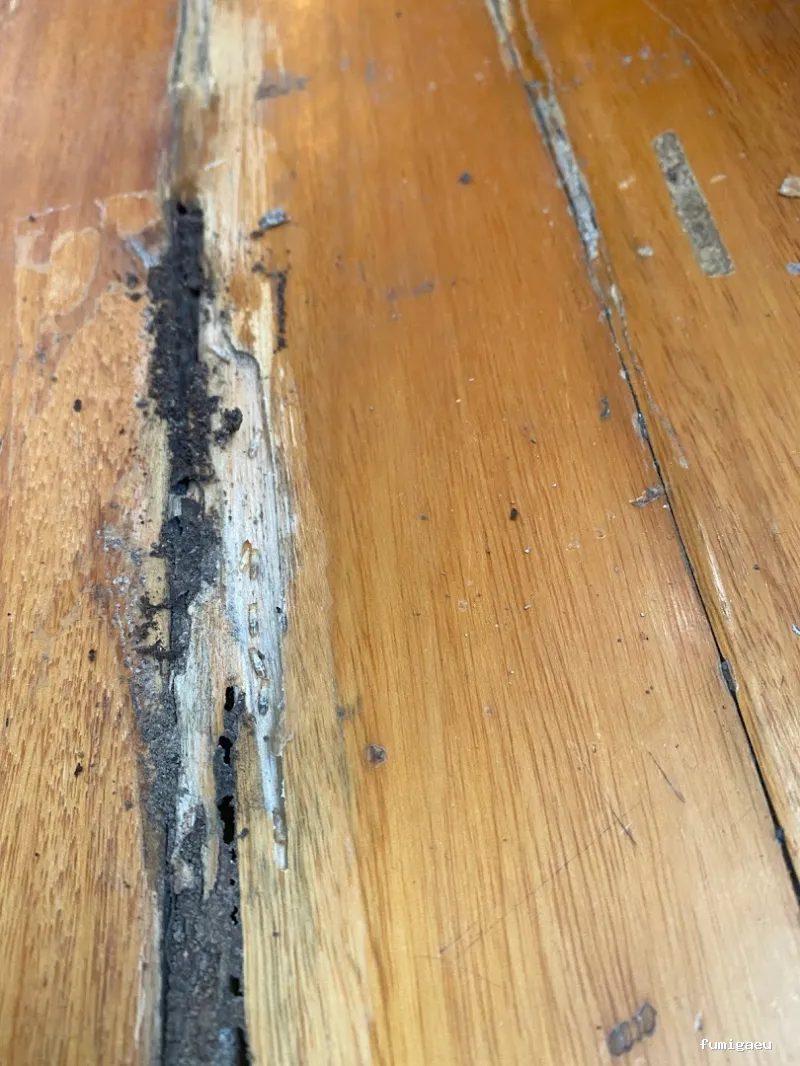 AFI desinfecciones S.L