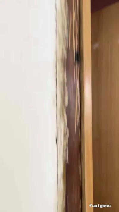 Control de Plagas Madrid | Eliminación de Chinches