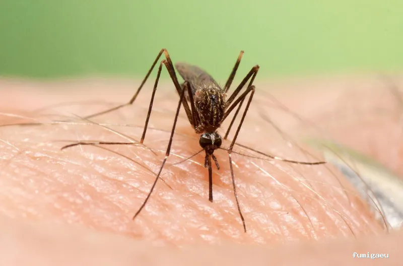 Control de Plagas Madrid | Eliminación de Chinches