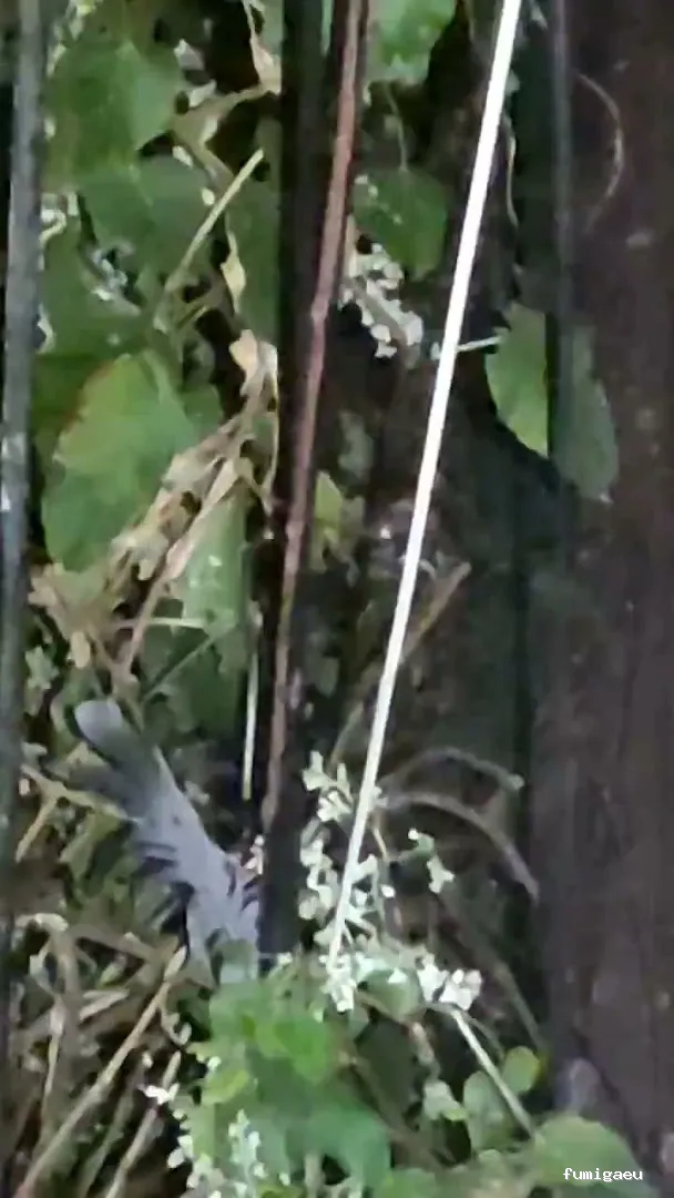 Control de Plagas Madrid | Eliminación de Chinches