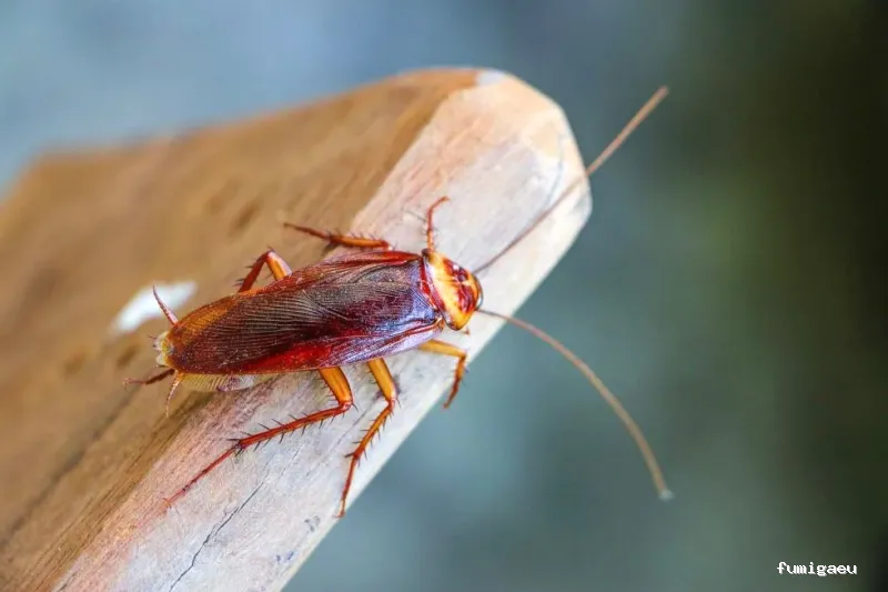 Control de Plagas Madrid | Eliminación de Chinches