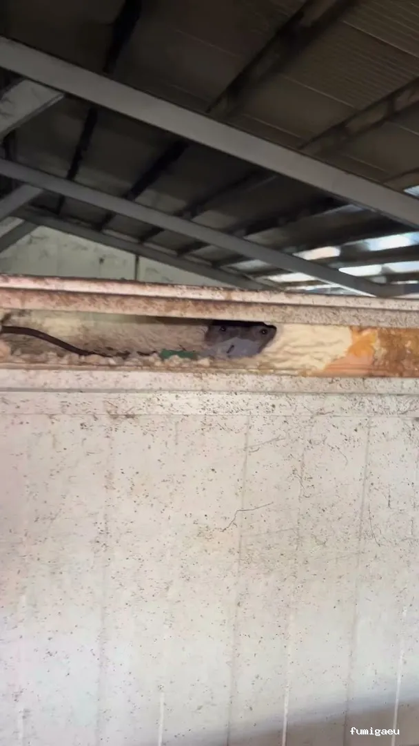 Control de Plagas Madrid | Eliminación de Chinches